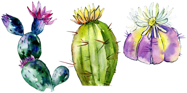 Beautiful green cactuses isolated on white. Watercolor background illustration. Watercolour drawing fashion aquarelle isolated cacti illustration elements. - Photo, image