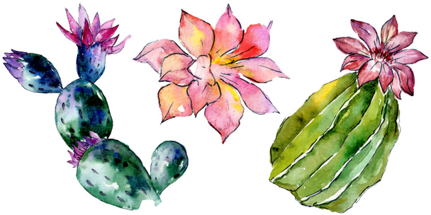 Beautiful green cactuses isolated on white. Watercolor background illustration. Watercolour drawing fashion aquarelle isolated cacti illustration elements. - Foto, Imagem