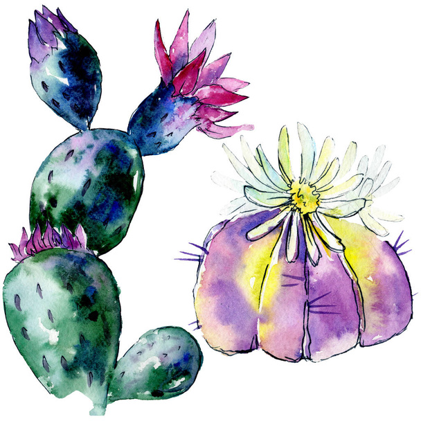 Beautiful green cactuses isolated on white. Watercolor background illustration. Watercolour drawing fashion aquarelle isolated cacti illustration elements. - Foto, Imagen