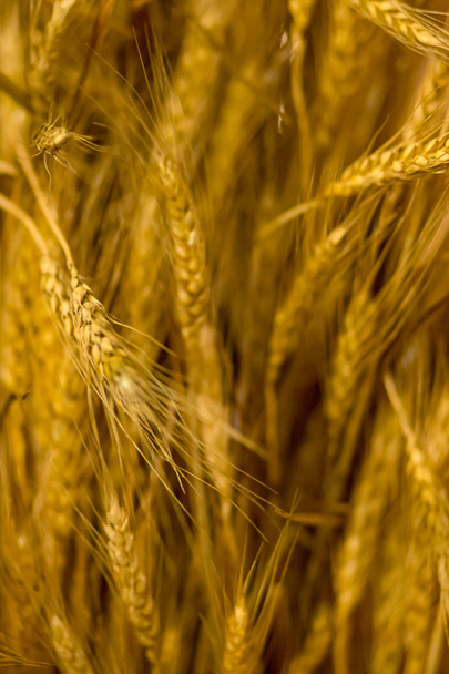 verticale achtergrond basis gouden lange oren van tarwe rustieke patroon breadbread basis brood maken van meel - Foto, afbeelding