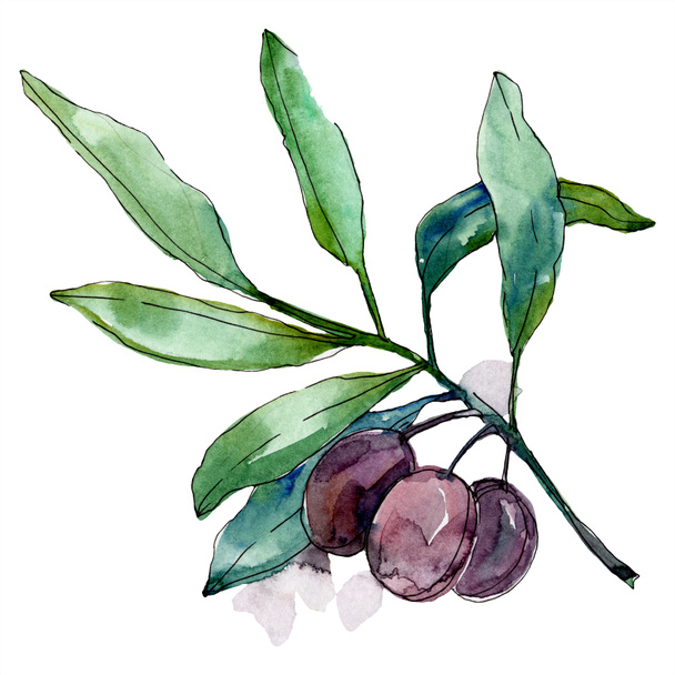Olives on branch with green leaves. Botanical garden floral foliage. Isolated olives illustration element. Watercolor background illustration. - Valokuva, kuva