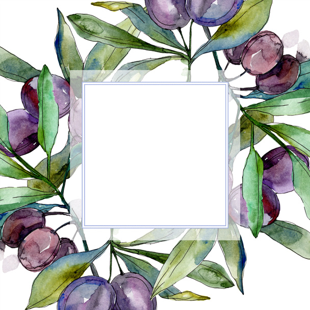 Black olives on branches with green leaves. Botanical garden floral foliage. Watercolor illustration on white background. Square frame. - Foto, immagini