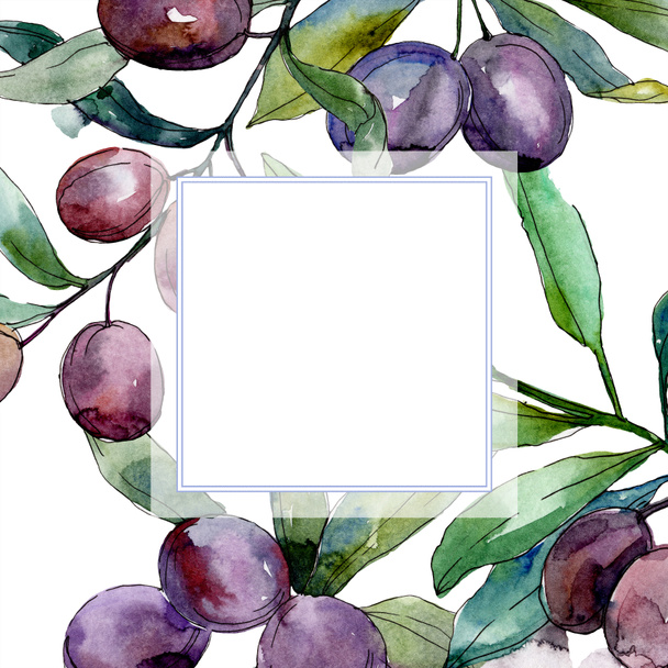 Black olives on branches with green leaves. Botanical garden floral foliage. Watercolor illustration on white background. Square frame. - Foto, Imagen