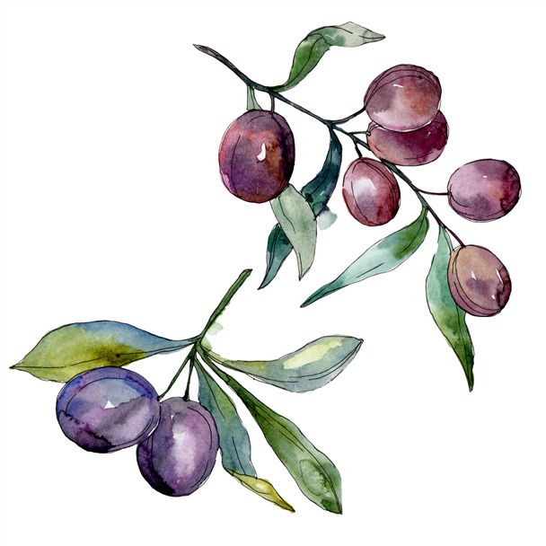 Olives on branches with green leaves. Botanical garden floral foliage. Isolated olives illustration element. Watercolor background illustration. - 写真・画像