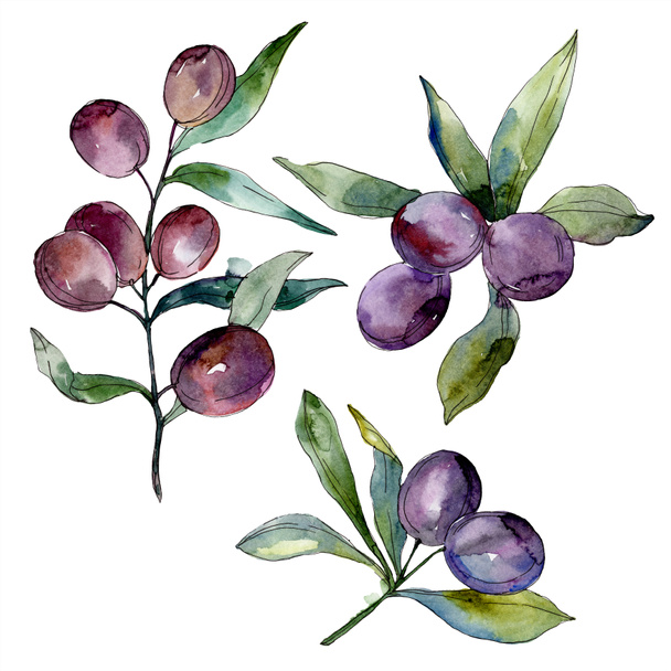 Olives on branches with green leaves. Botanical garden floral foliage. Isolated olives illustration element. Watercolor background illustration. - Foto, imagen