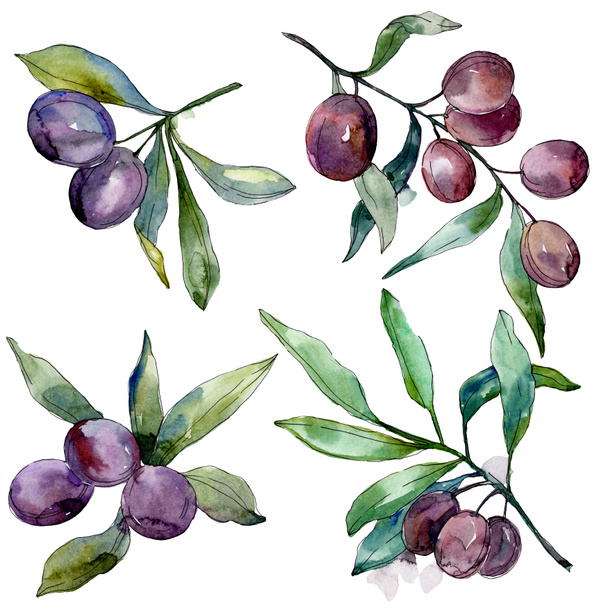 Olives on branches with green leaves. Botanical garden floral foliage. Isolated olives illustration element. Watercolor background illustration. - Foto, immagini