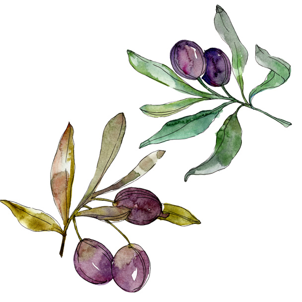 Olives on branches with green leaves. Botanical garden floral foliage. Watercolor background illustration. Watercolour drawing fashion aquarelle isolated on white background. - Фото, изображение