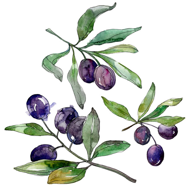 Olives on branches with green leaves. Botanical garden floral foliage. Watercolor background illustration. Watercolour drawing fashion aquarelle isolated on white background. - Valokuva, kuva
