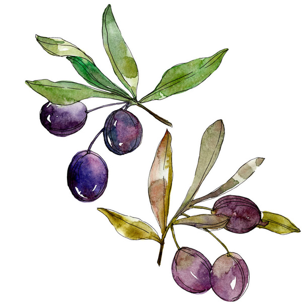 Olives on branches with green leaves. Botanical garden floral foliage. Watercolor background illustration. Watercolour drawing fashion aquarelle isolated on white background. - Foto, Bild