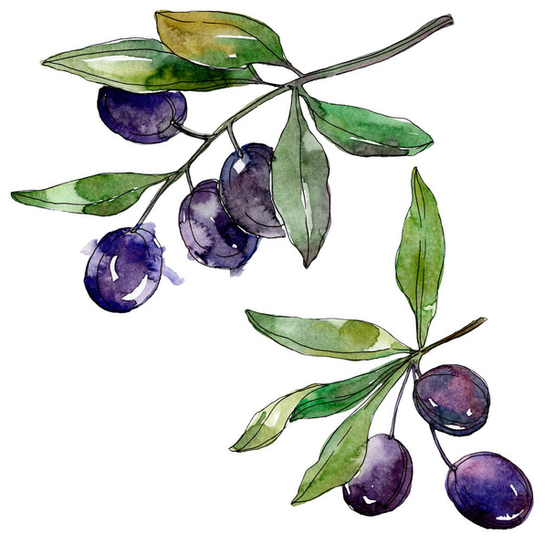 Olives on branches with green leaves. Botanical garden floral foliage. Watercolor background illustration. Watercolour drawing fashion aquarelle isolated on white background. - Foto, immagini