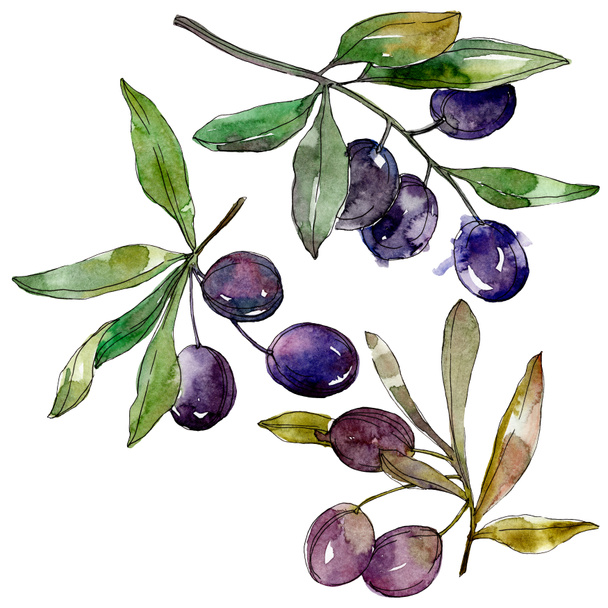 Olives on branches with green leaves. Botanical garden floral foliage. Watercolor background illustration. Watercolour drawing fashion aquarelle isolated on white background. - Foto, Imagem