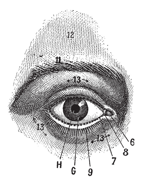 Vista externa del ojo humano, grabado vintage
 - Vector, imagen