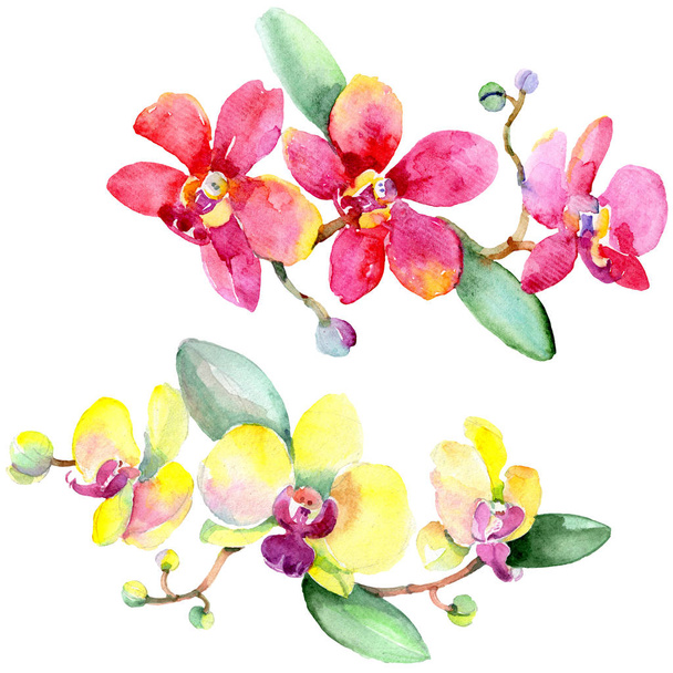 Beautiful orchid flowers with green leaves isolated on white. Watercolor background illustration. Watercolour drawing fashion aquarelle. Isolated orchids illustration element. - Foto, Imagen