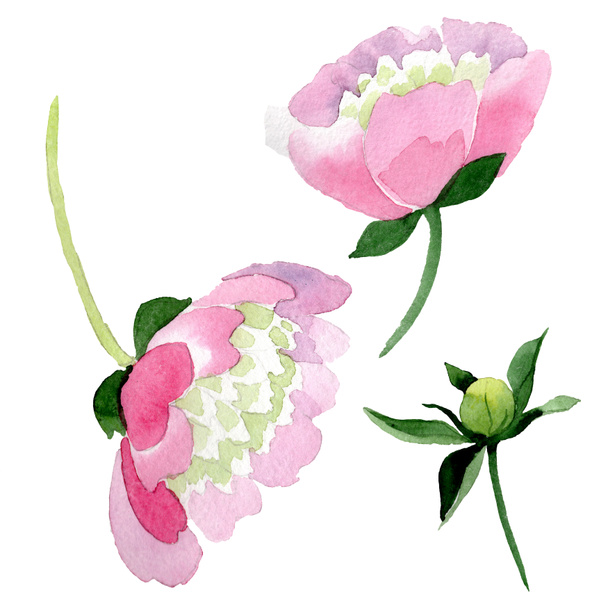Beautiful pink peony flowers isolated on white background. Watercolour drawing fashion aquarelle. Isolated peony flowers illustration element. - Foto, afbeelding