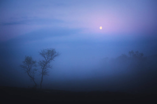 Туманная белая ночь в районе Грювефельте в центральной Норвегии. Борейский сосновый лес
. - Фото, изображение