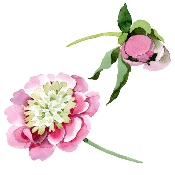 Beautiful pink peony flowers isolated on white background. Watercolour drawing fashion aquarelle. Isolated peony flowers illustration element. - Photo, Image