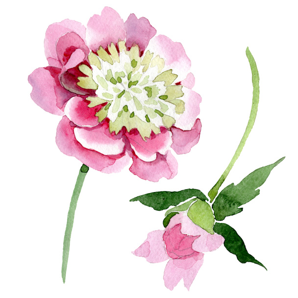Gyönyörű rózsaszín bazsarózsa virágok elszigetelt fehér background. Akvarell rajz divat aquarelle. Elszigetelt bazsarózsa virágok ábra elem. - Fotó, kép