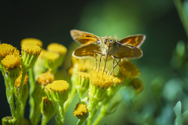 黄色の花の蜜を飲むに大規模なスキッパー (Ochlodes シルバヌス) 蝶のクローズ アップ. - 写真・画像