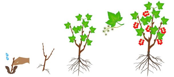 Cycle of growth of a red currant plant on a white background. - Vector, Image