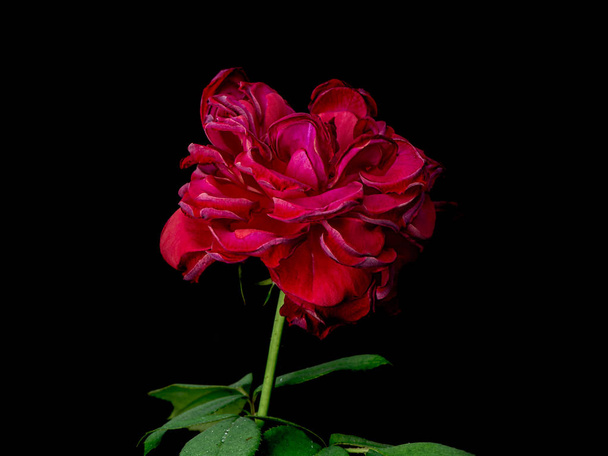 Mourir flétrissant rose rouge rappelant la tristesse et la solitude de la vieillesse et l'amour flétri sur fond noir
 - Photo, image
