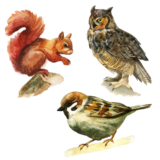 Watercolor illustration, set. Forest animals squirrel owl sparrow - Foto, Imagen