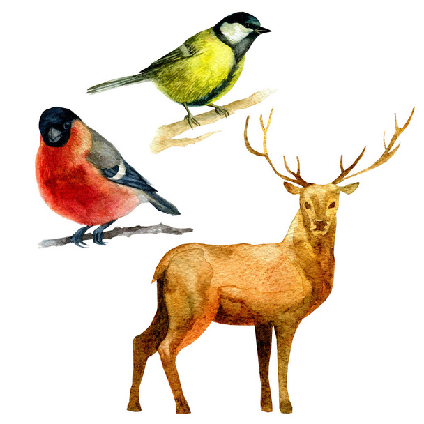 Watercolor illustration, set. Forest animals bullfinch bluebird deer - 写真・画像