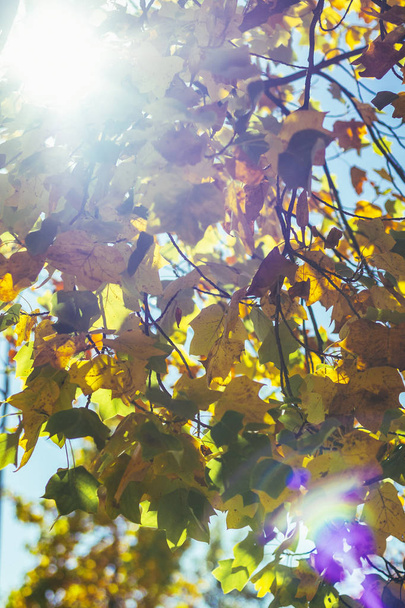 Sun flare shining thru yellow leaves - Photo, image