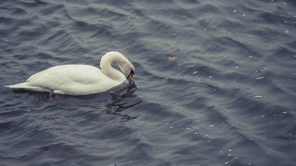 Schattig Swan op de Rijn in Bonn - Foto, afbeelding