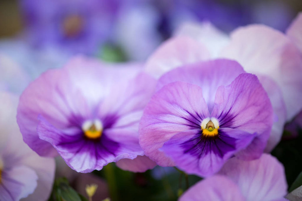 close up of purple pansy flower growing in the spring garden - selective focus - Photo, Image