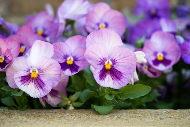 κοντινό πλάνο του μωβ πανσές λουλούδι αυξάνεται στον κήπο άνοιξη - επιλεκτική εστίαση - Φωτογραφία, εικόνα