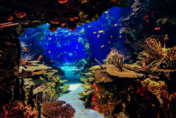 akvárium s rybami, pro pozadí - Fotografie, Obrázek