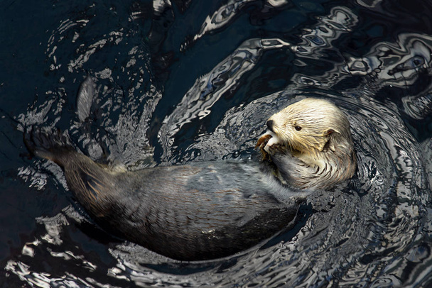 lontra di mare che gioca in acqua
 - Foto, immagini