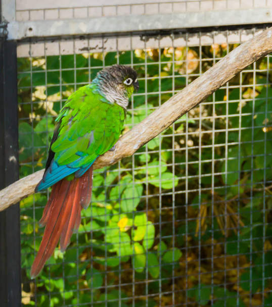 schöner Grünwangensittich von der Rückseite auf all seinen Federn, ein tropischer bunter Papagei aus Brasilien - Foto, Bild
