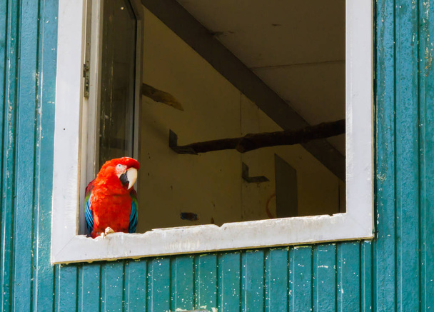 Roter scharlachroter Ara-Papagei sitzt in der Fensterecke und schaut sich um - Foto, Bild