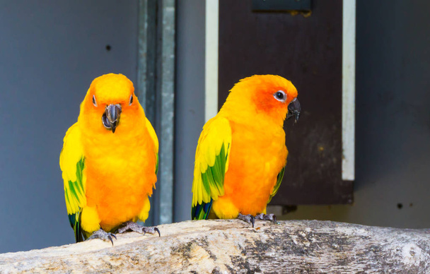 dos periquitos jandaya sentados en una rama juntos uno mirando a la cámara y masticando, coloridos exóticos y pequeños loros de Brasil - Foto, Imagen