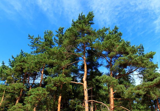 Green pine forest and awesome blue sky of summer background with copy space. Creative background. Selective focus - Fotoğraf, Görsel