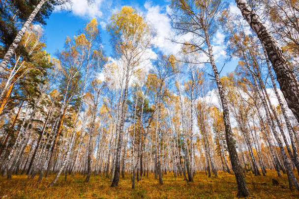 Autumn birch grove. Suzun district, Novosibirsk region, Western Siberia, Russia - Photo, image