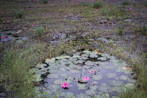 Vaaleanpunainen lootus uima-altaassa, vaaleanpunainen lootus kuumassa kevätaltaassa, luonnollinen kuuma kevätallas chiang raissa, thaimaassa
 - Valokuva, kuva