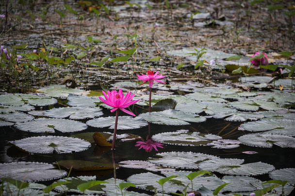 Pink lotus in pool, pink lotus in hot spring pool, natural hot spring pool in chiang rai, thailand - Photo, Image