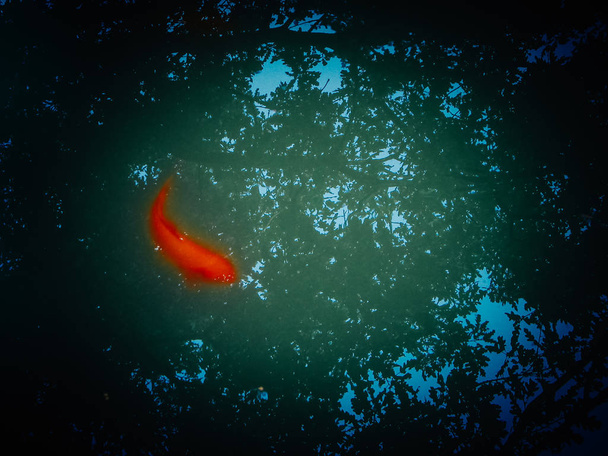 Gouden vissen zwemmen onder patroon textuur met reflex boom en hemel in vijver water. - Foto, afbeelding