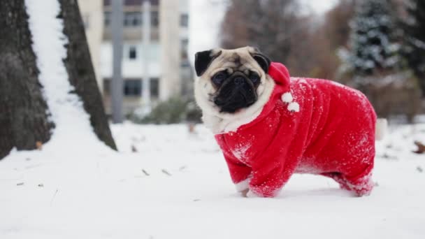 Pug divertido en un traje de Santa Claus de pie en la nieve en el parque de invierno. Navidad o Año Nuevo
 - Metraje, vídeo