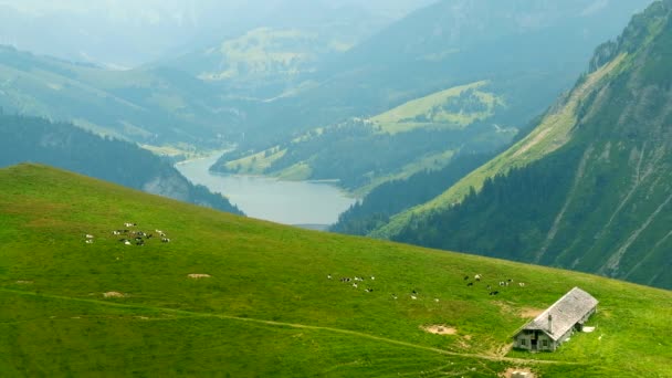 Pieni lehmälauma laiduntaa Alppien niityllä Sveitsissä
 - Materiaali, video