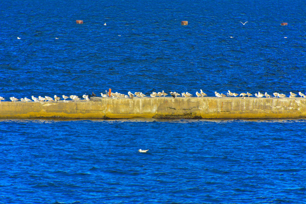 Un gran grupo de gaviotas se sienta en un rompeolas de hormigón contra un mar azul
. - Foto, Imagen
