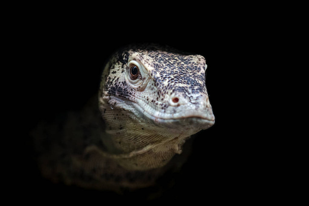 Комодский портрет дракона крупным планом, изолированный на черном. Монитор комодо (Varanus komodoensis), крупнейший из ныне живущих видов ящериц
. - Фото, изображение
