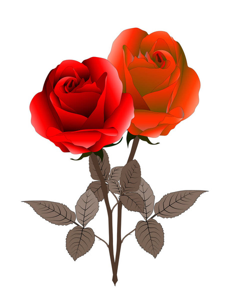 Vektorillustration einer realistischen roten Rose. ein gutes Geschenk zum Valentinstag. gutes Design für Glückwunschkarten zum Geburtstag.  - Vektor, Bild