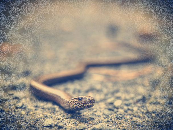 Soyut filtre. Ayrıntılı olarak ormandaki altın kahverengi blindworm - Fotoğraf, Görsel