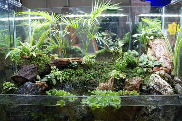 Aquascape design in piccolo acquario di vetro esposto al pubblico
.  - Foto, immagini
