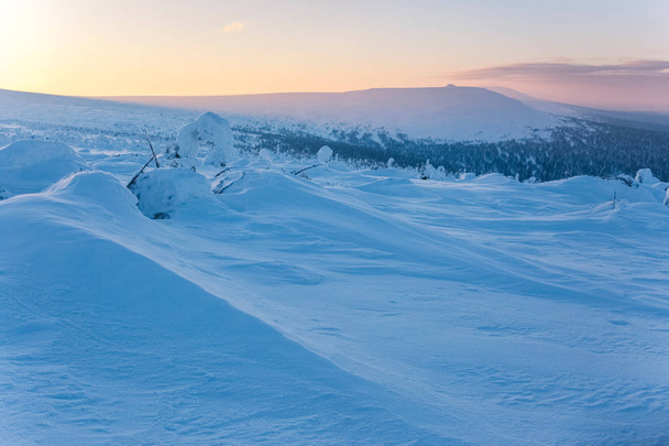 Сніг накривав ялина. Морозний Світанок на Північного Уралу, Республіка Комі, Росія  - Фото, зображення