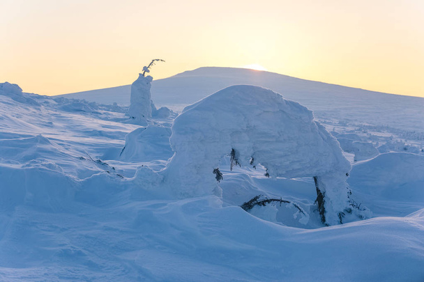 Abeto coberto de neve. Amanhecer gelado nas montanhas do norte dos Urais, República de Komi, Rússia
  - Foto, Imagem