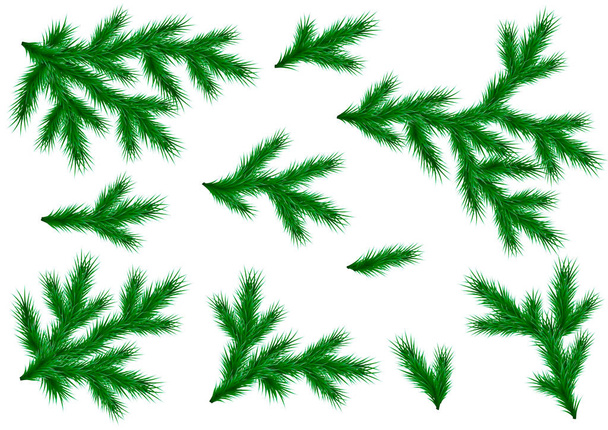 Branches réalistes d'épinette et de pin. Set pour la décoration d'un flyer, bannière, en-tête, affiche pour Noël et Nouvel An
 - Vecteur, image